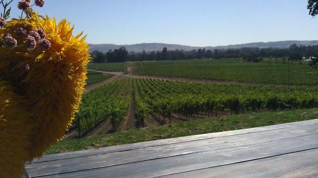 From Sonoma : August 24 @ Andrew’s Scribe Winery