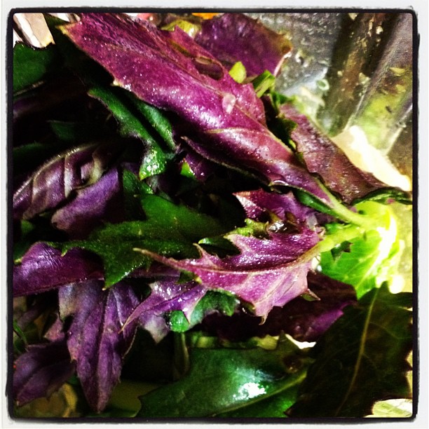 紫葉野菜